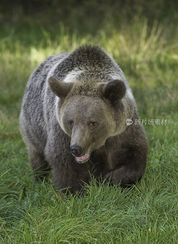 灰熊(Ursus arctos horribilis)，也被称为北美棕熊或简单的灰熊。